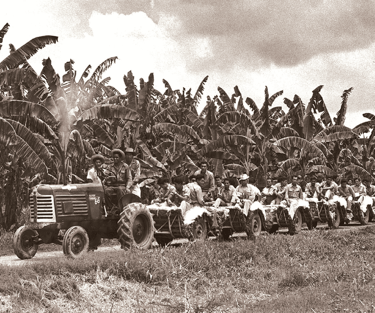 golfito banana production